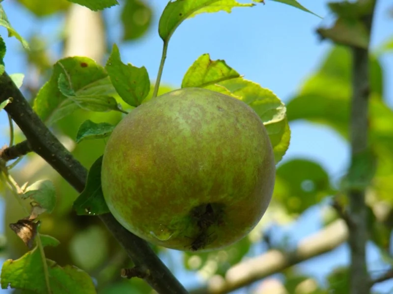 Malus domestica Luntersche Pippeling (Handappel)-3
