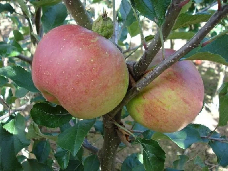 Malus domestica Melrose (Handappel)-3
