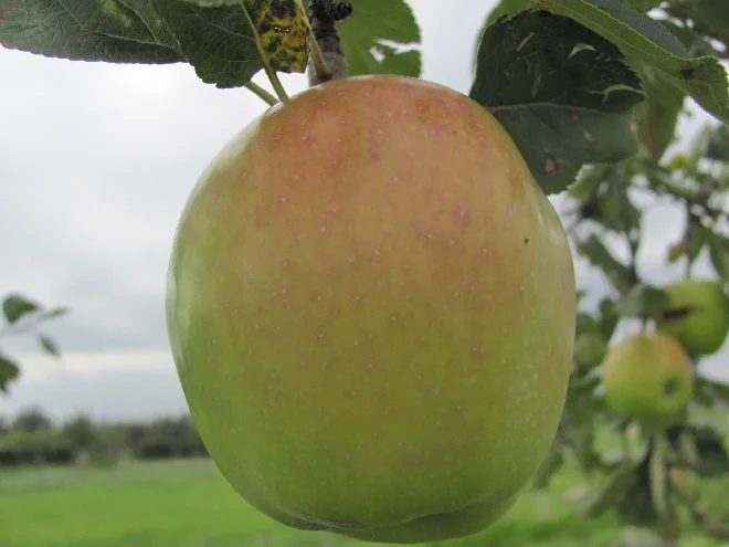 Malus domestica Ontario (Hand-moesappel)-3