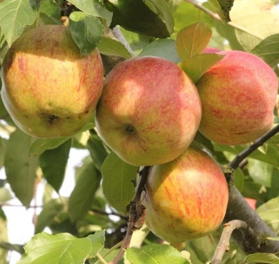 Malus domestica Ossekop (Handappel)-3
