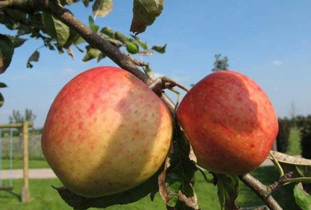 Malus domestica Pinova (Handappel)-3