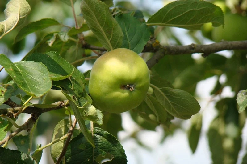 Malus domestica Present van Engeland (Handappel)-3