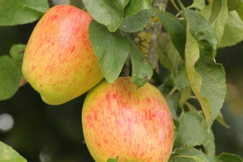 Malus domestica Princesse Noble (Handappel)-3