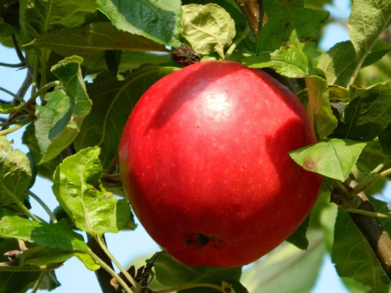 Malus domestica Roda Mantet (Handappel)-3