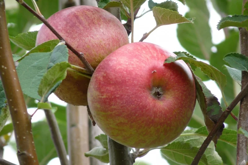 Malus domestica Rode Dijkmanszoet (Kook-dessertappel)-3