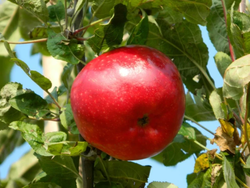 Malus domestica Rode Jonathan (Handappel)-3