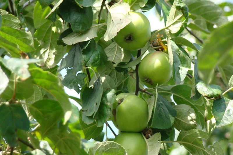 Malus domestica Roter Gravensteiner (Dessertappel)-3