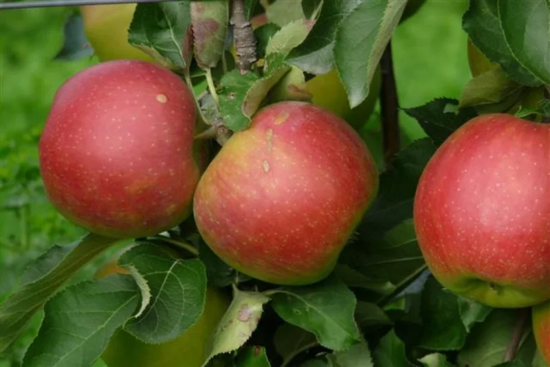 Malus domestica Rubinstar (Handappel)-3