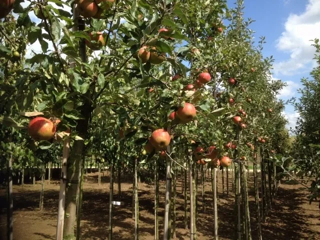 Malus d. Santana (Handapfel)
