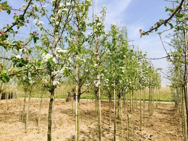 Malus d. Santana (Handapfel)