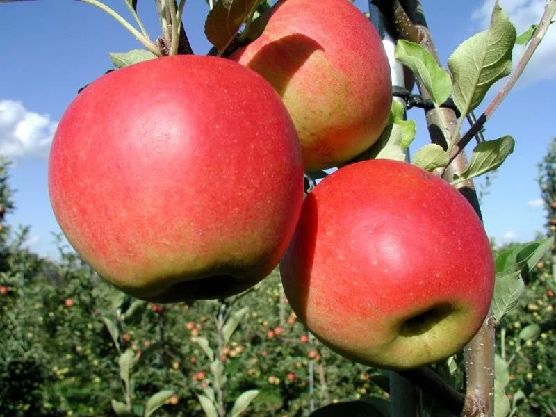 Malus domestica Santana (Handappel)-3