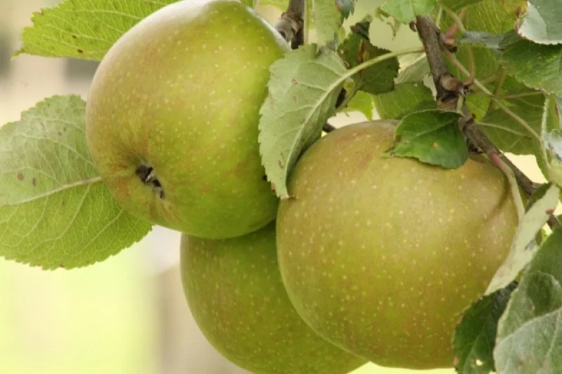 Malus domestica Schone van Boskoop (Groene Goudreinette)-3