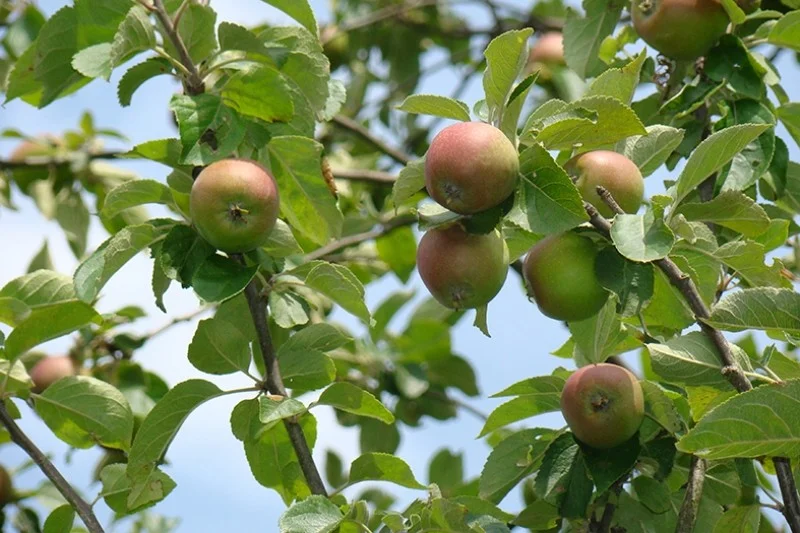 Malus domestica Summerred (Zomerappel)-3