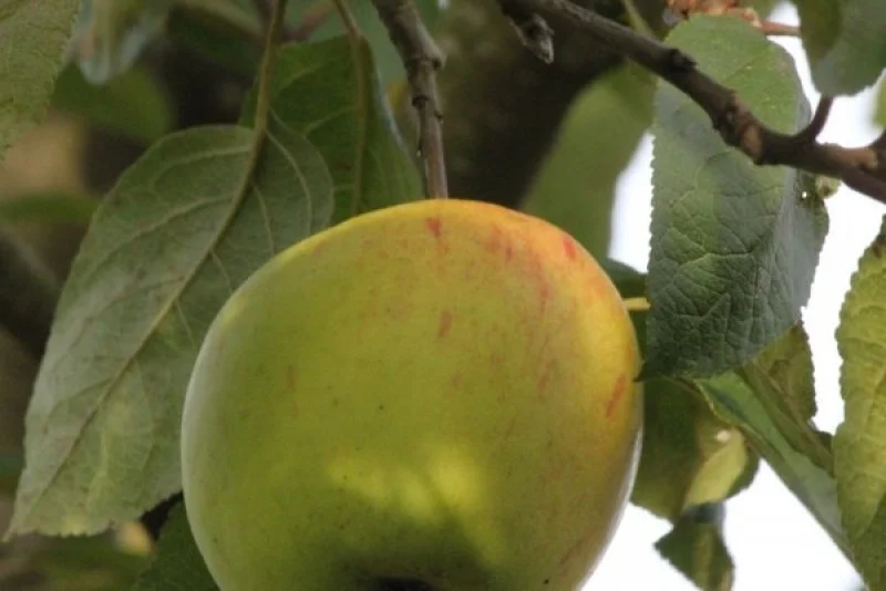 Malus domestica Sweet Caroline (Zoete Appel)-3