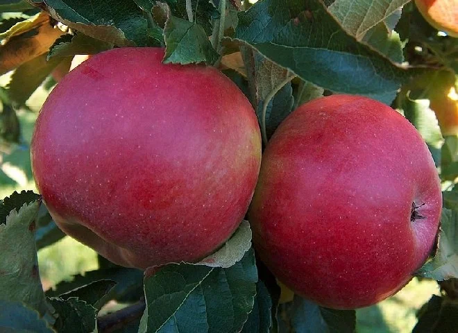 Malus domestica Tydeman's Early (Zomerappel)-3