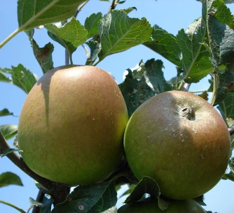 Malus domestica Winston (Handappel)-3