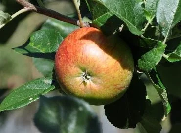 Malus domestica Winterramboer (Handappel)-3