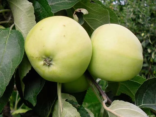 Malus domestica Yellow Transparent (Zomerappel)-3