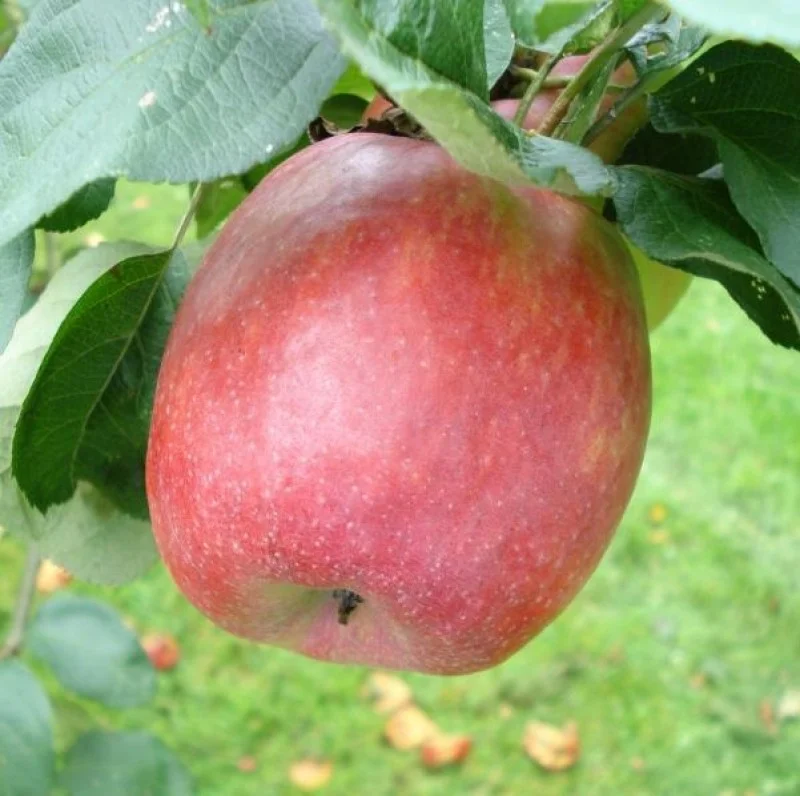 Malus domestica Zigeunerin (Handappel)-3