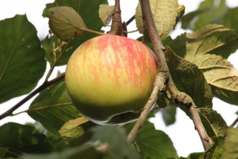 Malus domestica Zoete Kroon (Hand-kookappel)-3