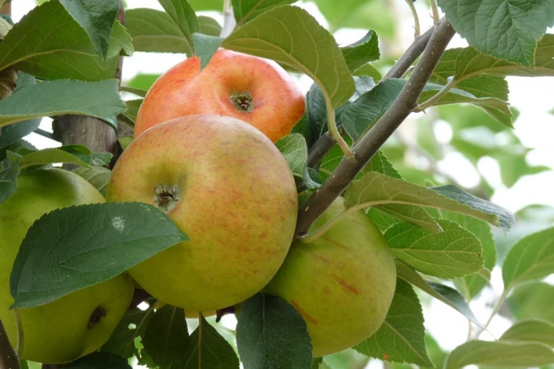 Malus domestica Zoete Oranje (Zoete Appel)-3