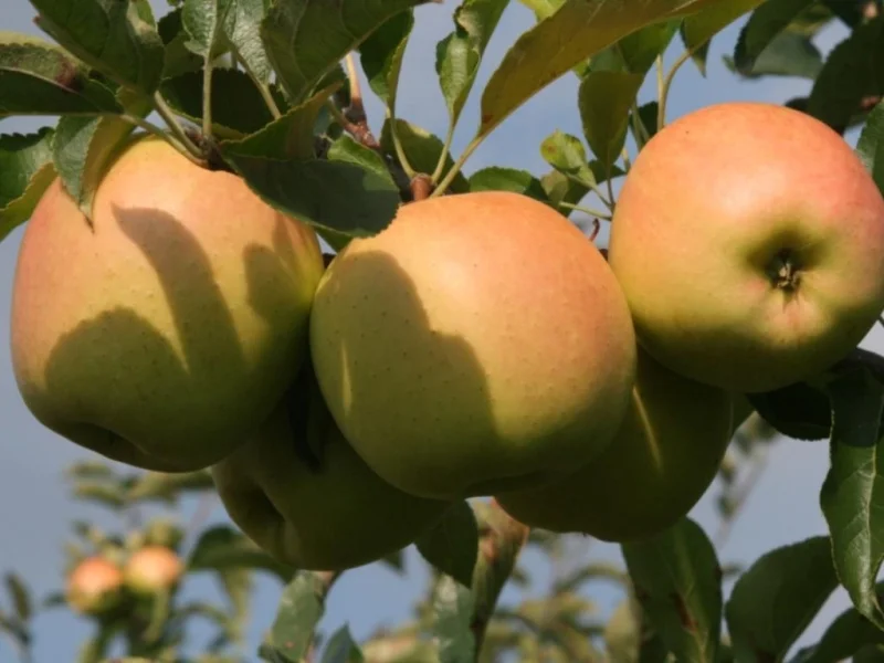 Malus domestica Golden Delicious Reinders (Handappel)-3