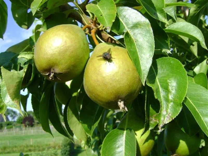 Pyrus c. Avezaath Kapel (Stoofpeer)-3