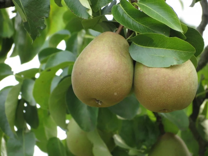 Pyrus c. Beurre de Merode (Handpeer)-3