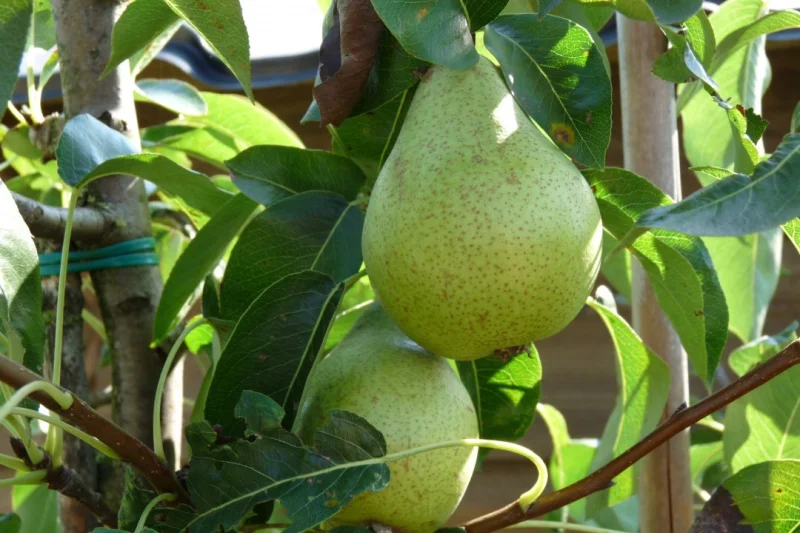 Pyrus c. Beurré Alexandre Lucas (Handpeer)-3