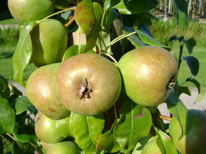 Pyrus c. Bloedpeer (Handpeer)-3