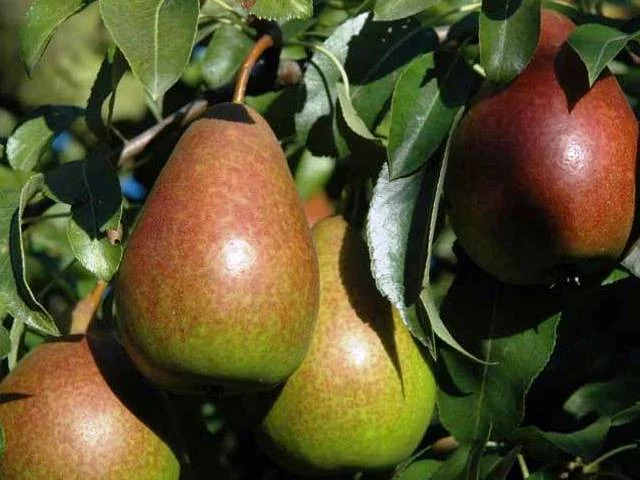 Pyrus c. Bonne Louise d'Avranches (Handpeer)-3