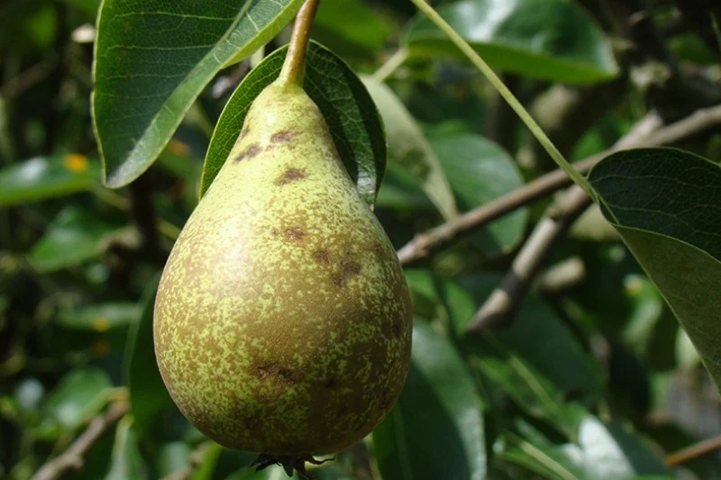 Pyrus c. Charneux (Handpeer)-3