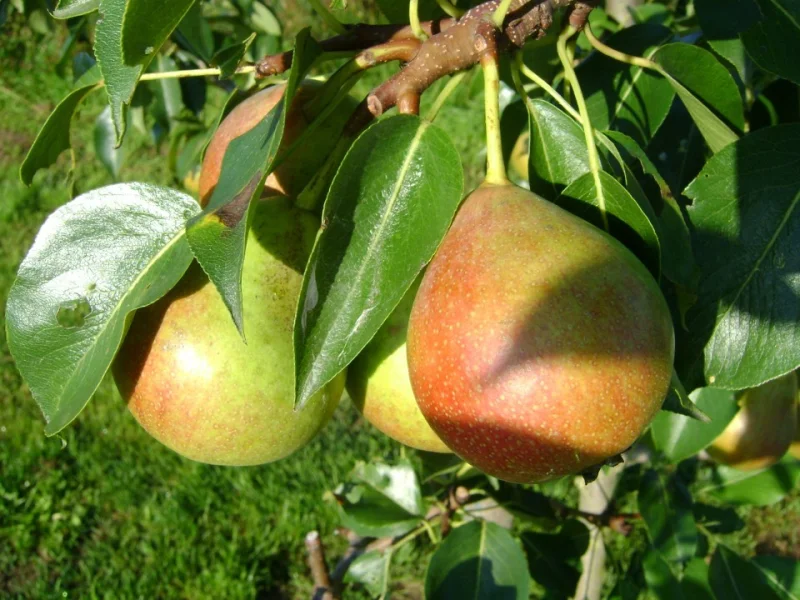 Pyrus c. Clapp's Favourite (Handpeer)-3
