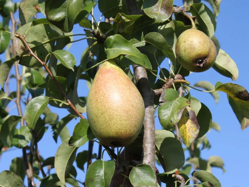 Pyrus c. Comtesse de Paris (Handpeer)-3