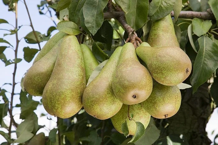 Pyrus c. Concorde (Handpeer)-3