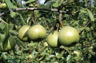Pyrus c. Joséphine de Malines (Handpeer)-3