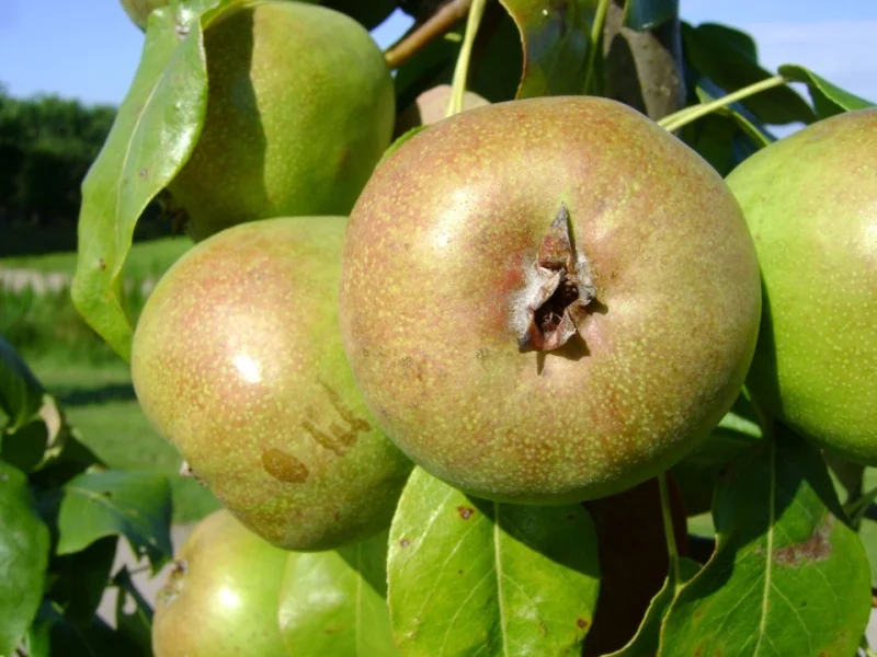 Pyrus c. Jut (Hand-stoofpeer)-3