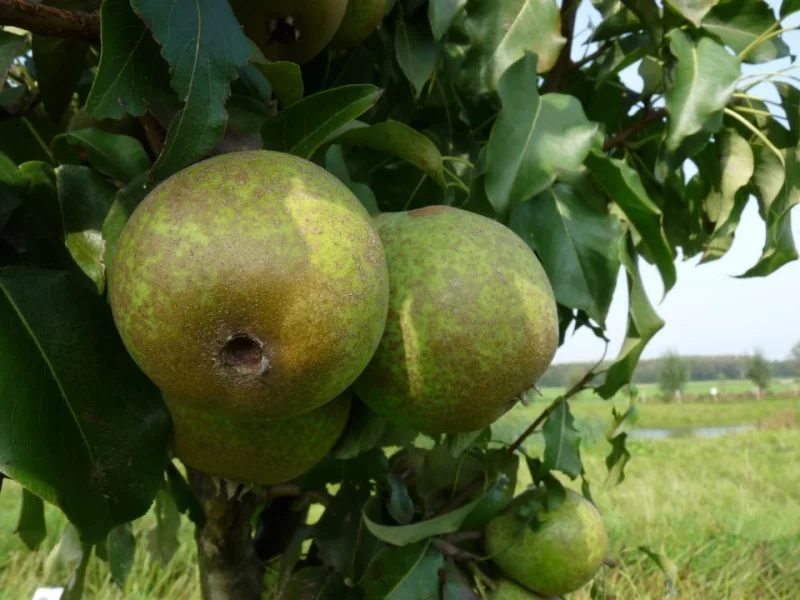 Pyrus c. Kleipeer (Stoofpeer)-3