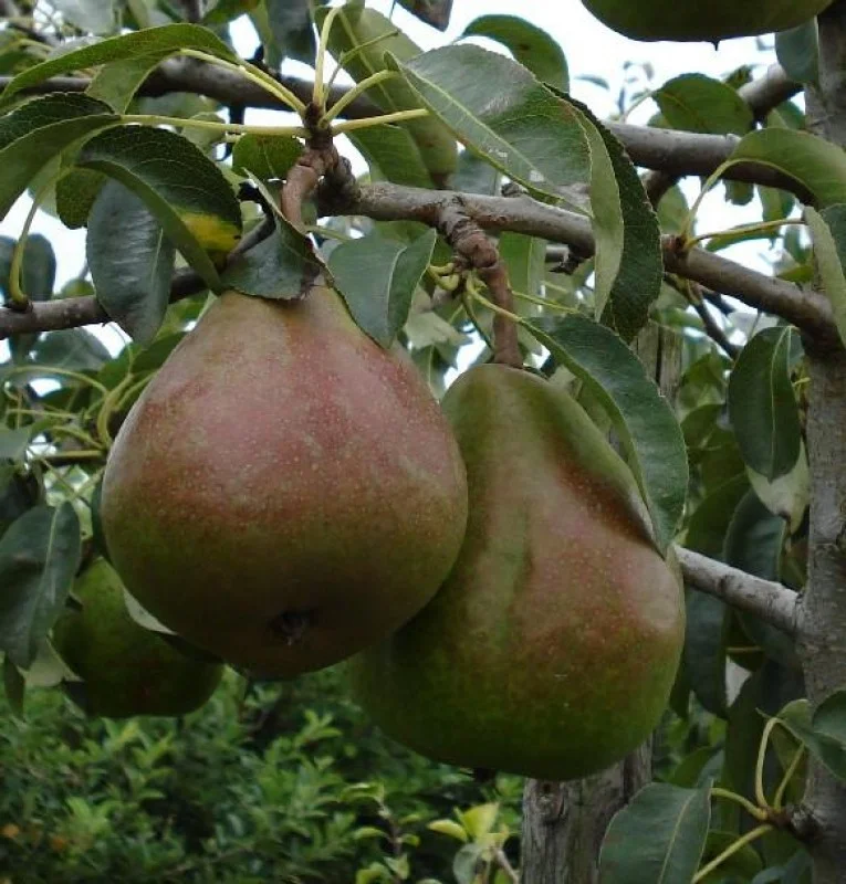 Pyrus c. Lady Naomi (Handpeer)-3