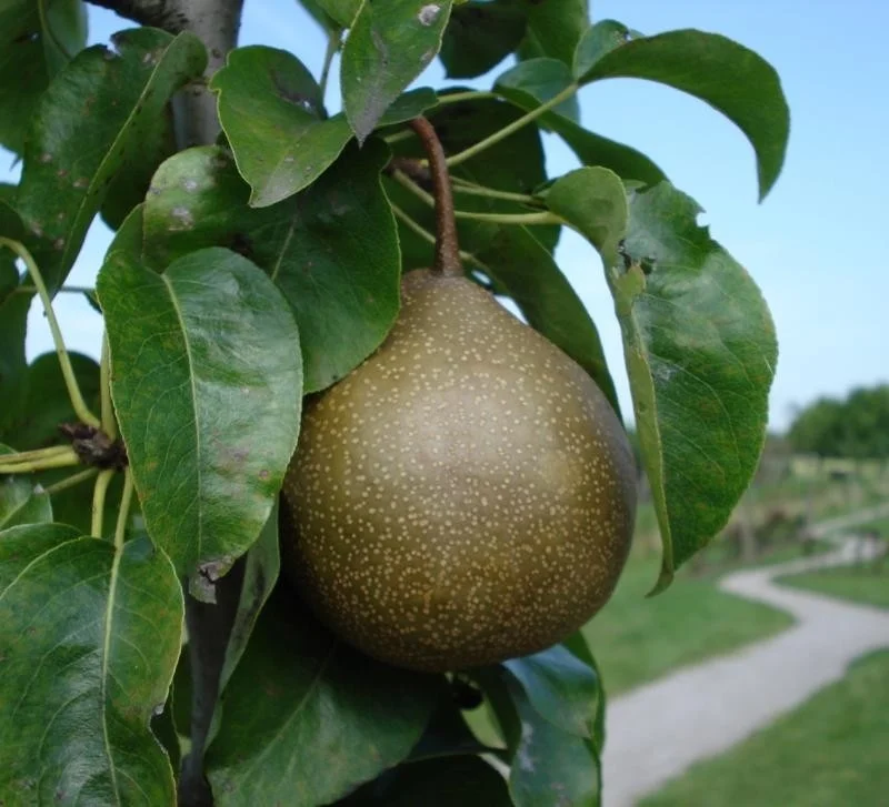 Pyrus c. Maagdenpeer (Handpeer)-3