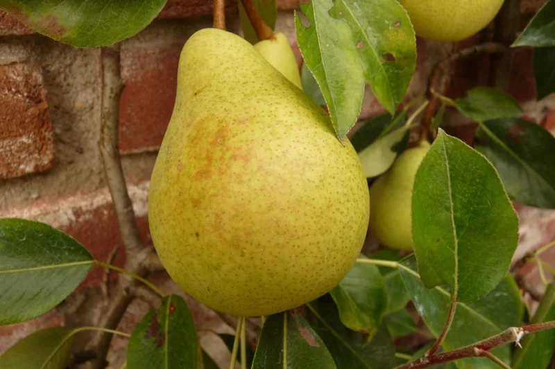 Pyrus c. Précoce de Trévoux (Handpeer)-3