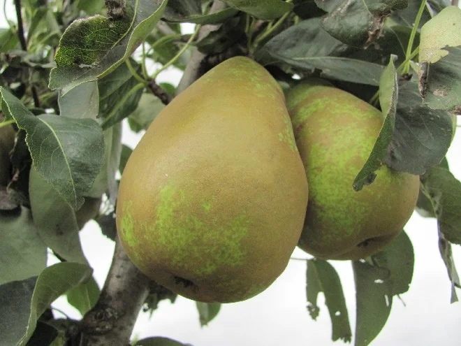 Pyrus c. Supertrévoux (Handpeer)-3