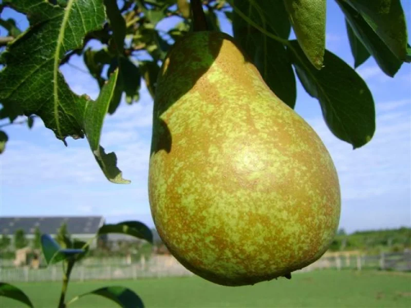 Pyrus c. Triomphe de Vienne (Handpeer)-3