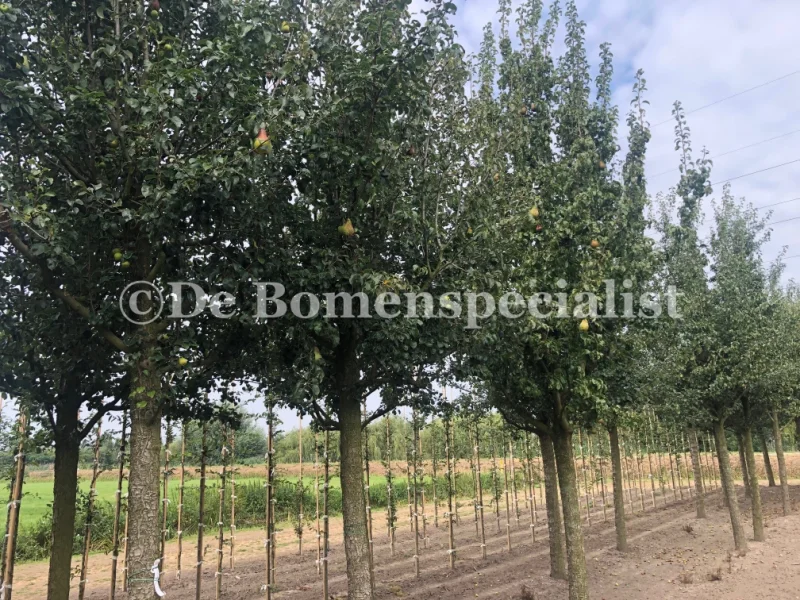 Pyrus c. Triomphe de Vienne (Handpeer)-4