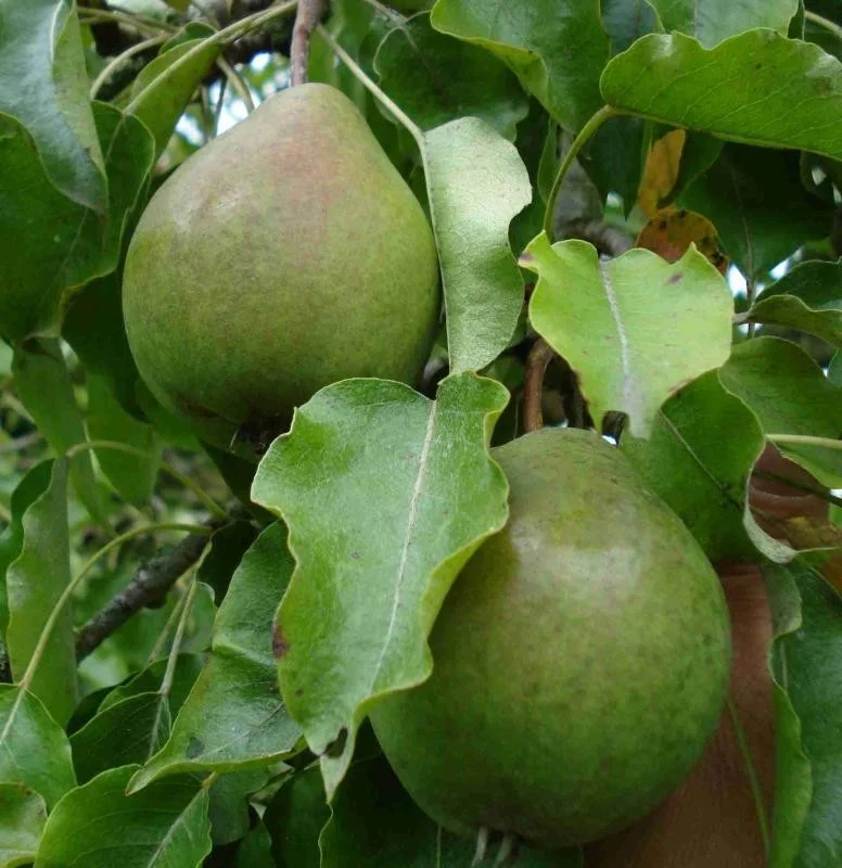 Pyrus c. Valse IJsbout (Stoofpeer)-3