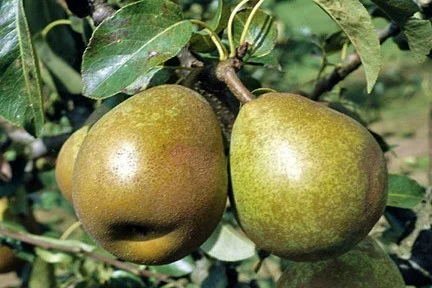 Pyrus c. Williams Duchess (Handpeer)-3