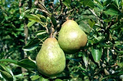 Pyrus c. Williams (Handpeer)-3