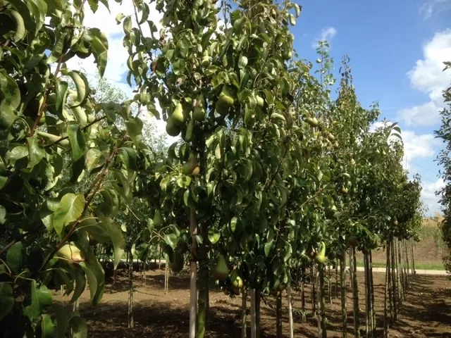 Pyrus c. Winterjan (Stoofpeer)