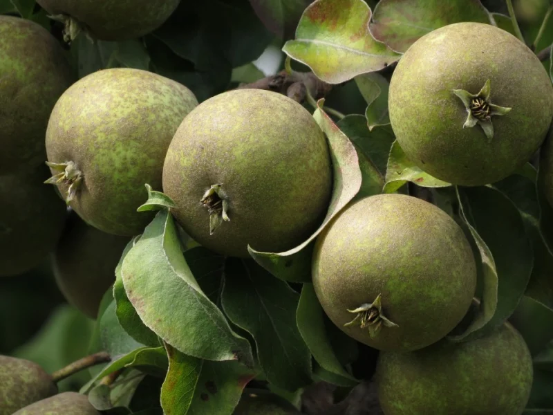 Pyrus c. Winterjan (Stoofpeer)-3