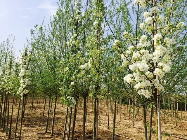 Pyrus c. Winterrietpeer (Stoofpeer)
